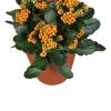 Kalanchoe (Kalanchoë blossfeldiana 'Red') D 15 H 26 cm