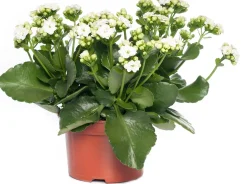 Kalanchoe (Kalanchoe 'Queen') weiß D 14 H 26 cm