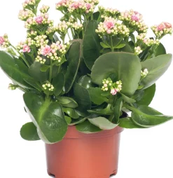 Kalanchoe (Kalanchoe 'Queen') hellrosa D 14 H 26 cm