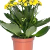 Kalanchoe (Kalanchoe 'Queen') gelb D 14 H 26 cm