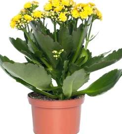 Kalanchoe (Kalanchoe 'Queen') gelb D 14 H 26 cm