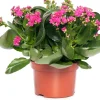 Kalanchoe (Kalanchoe 'Queen') lila D 14 H 26 cm