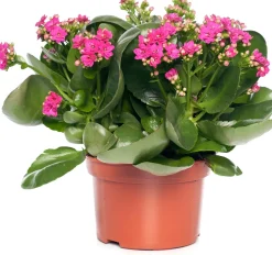Kalanchoe (Kalanchoe 'Queen') lila D 14 H 26 cm