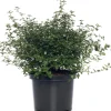 Kalifornischer Flieder (Ceanothus thyrsiflorus var. repens) D 23 H 35 cm