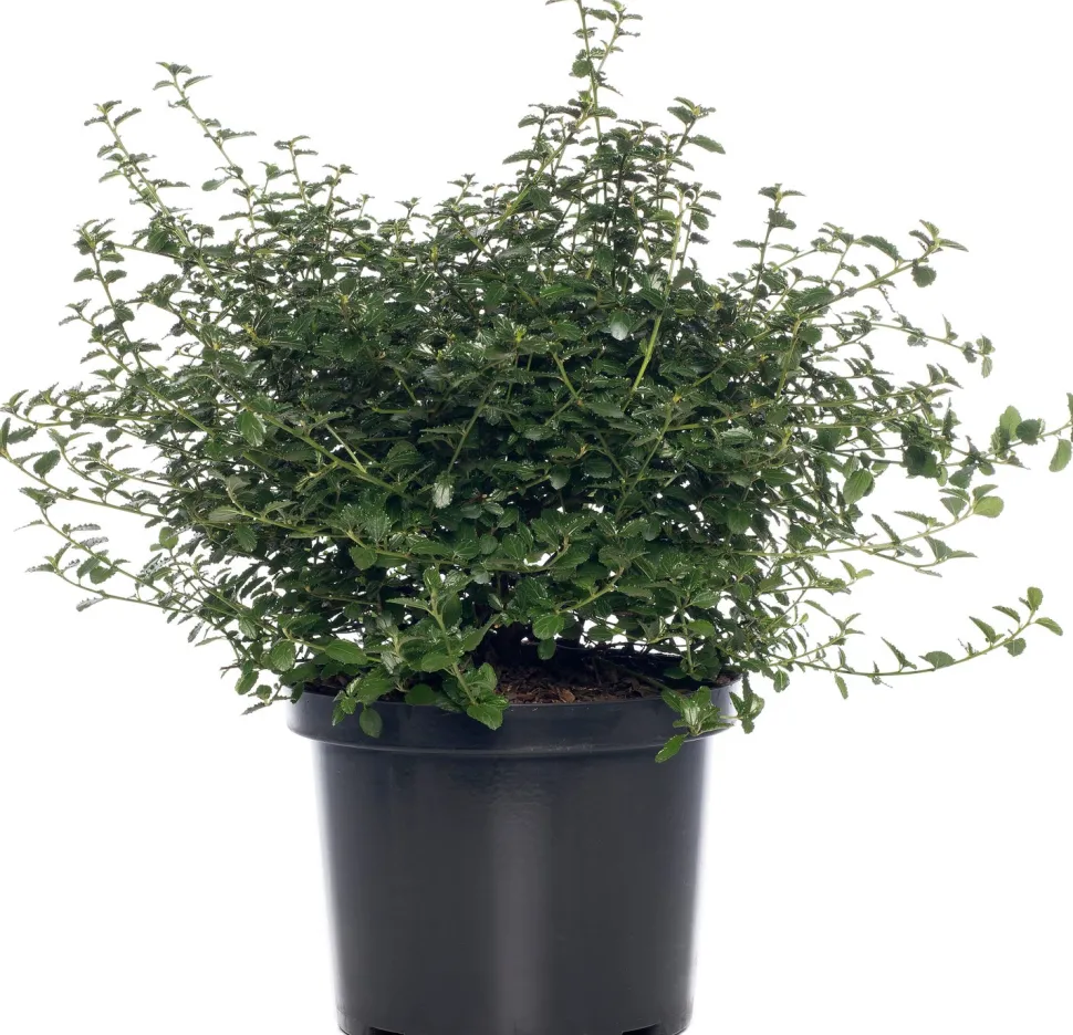 Kalifornischer Flieder (Ceanothus thyrsiflorus var. repens) D 23 H 35 cm
