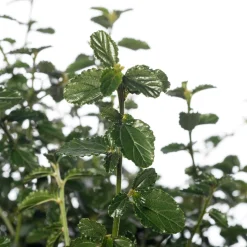 Kalifornischer Flieder (Ceanothus thyrsiflorus var. repens) D 23 H 35 cm