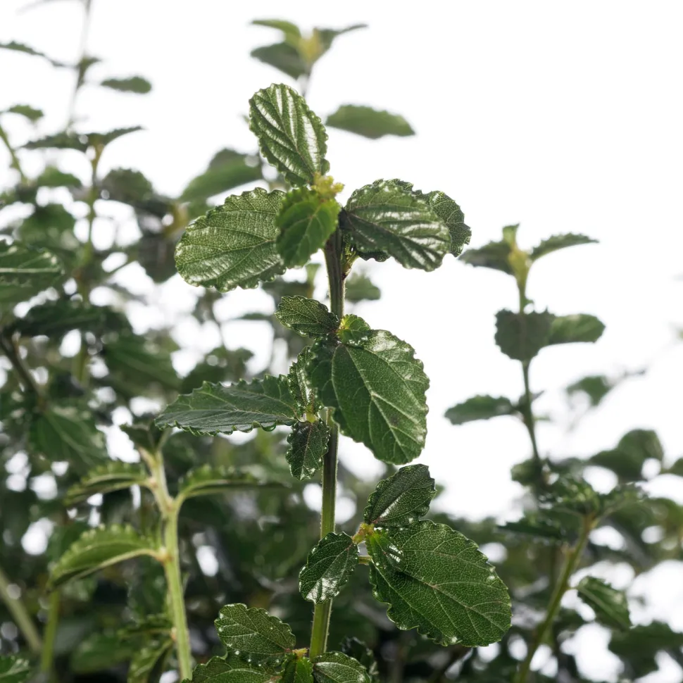 Kalifornischer Flieder (Ceanothus thyrsiflorus var. repens) D 23 H 35 cm