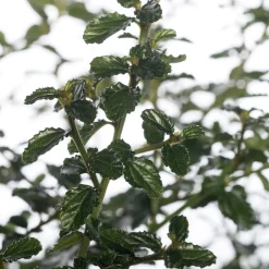 Kalifornischer Flieder (Ceanothus thyrsiflorus var. repens) D 17 H 20 cm