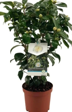 Kamelie (Camelia japonica 'Brushfield's Yellow') D 19 H 55 cm