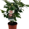 Kamelie (Camellia japonica 'Nuccio's Cameo') D 19 H 55 cm