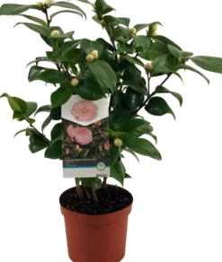 Kamelie (Camellia japonica 'Nuccio's Cameo') D 19 H 55 cm