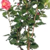 Kamelie (Camellia japonica) D 15 H 40 cm