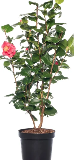 Kamelie (Camellia japonica) D 15 H 40 cm