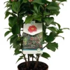 Kamelie (Camellia japonica 'Doctor King') D 19 H 55 cm