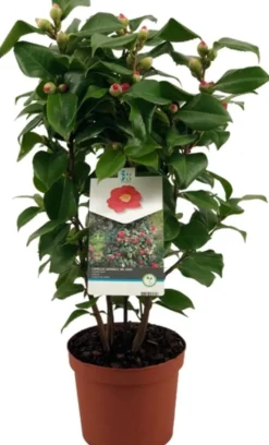 Kamelie (Camellia japonica 'Doctor King') D 19 H 55 cm