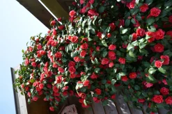 Kamelie (Camellia reticulata 'Mary Williams') D 19 H 55 cm