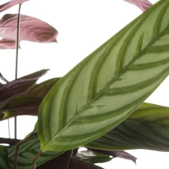 Kamm-Marante (Ctenanthe setosa 'Compact Star') D 21 H 100 cm