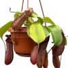 Kannenpflanze im Hängetopf (Nepenthes alata 'Monkey Jars Rob') D 14 H 47 cm