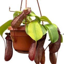 Kannenpflanze im Hängetopf (Nepenthes alata 'Monkey Jars Rob') D 14 H 47 cm
