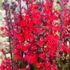 Kardinals-Lobelie (Lobelia cardinalis) D 9 H 20 cm