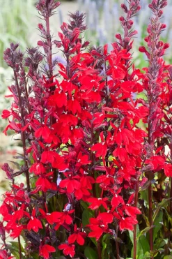 Kardinals-Lobelie (Lobelia cardinalis) D 9 H 20 cm