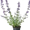 Katzenminze (Nepeta faassenii) D 17 H 30 cm