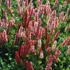 Kerzenknöterich (Persicaria Amplexicaulis 'Darjeeling Red') D 11 H 20 cm