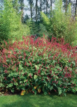 Kerzenknöterich (Persicaria Amplexicaulis)