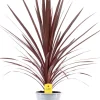 Keulenlilie (Cordyline australis 'Red Star') D 21 H 90 cm