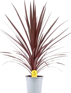 Keulenlilie (Cordyline australis 'Red Star') D 21 H 90 cm
