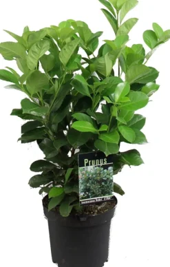 Kirschlorbeer (Prunus laurocerasus 'Rotundifolia') D 17 H 40 cm