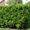 Kirschlorbeer (Prunus laurocerasus 'Etna') PBR