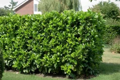 Kirschlorbeer (Prunus laurocerasus 'Etna') PBR