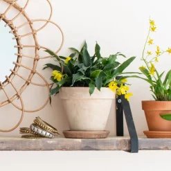 Kissenorchidee (Promenaea 'Sunlight') Ø 12 cm H 20 cm