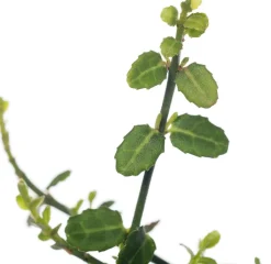 Kleinblättrige Kriechspindel (Euonymus fortunei 'Minimus')