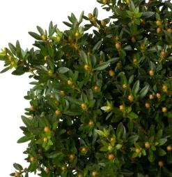 Kleinblättriger Rhododendron (Rhododendron micranthum 'Bloombux') D 23 H 30 cm