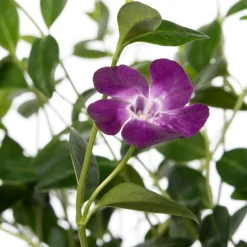 Kleines Immergrün (Vinca minor 'Atropurpurea') D 9 cm