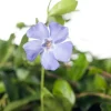 Kleines Immergrün (Vinca minor) D 9 cm