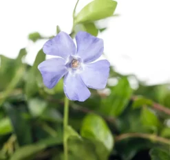 Kleines Immergrün (Vinca minor) D 9 cm