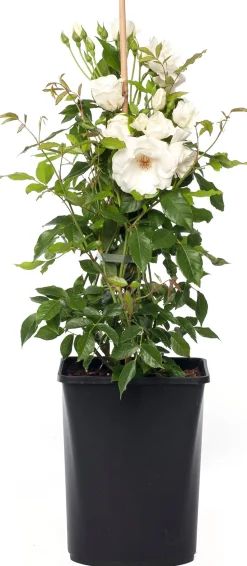 Kletterrose (Rosa 'Climbing Iceberg')