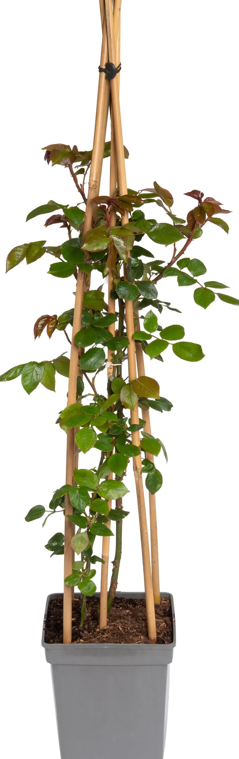 Kletterrose (Rosa 'Compassion')