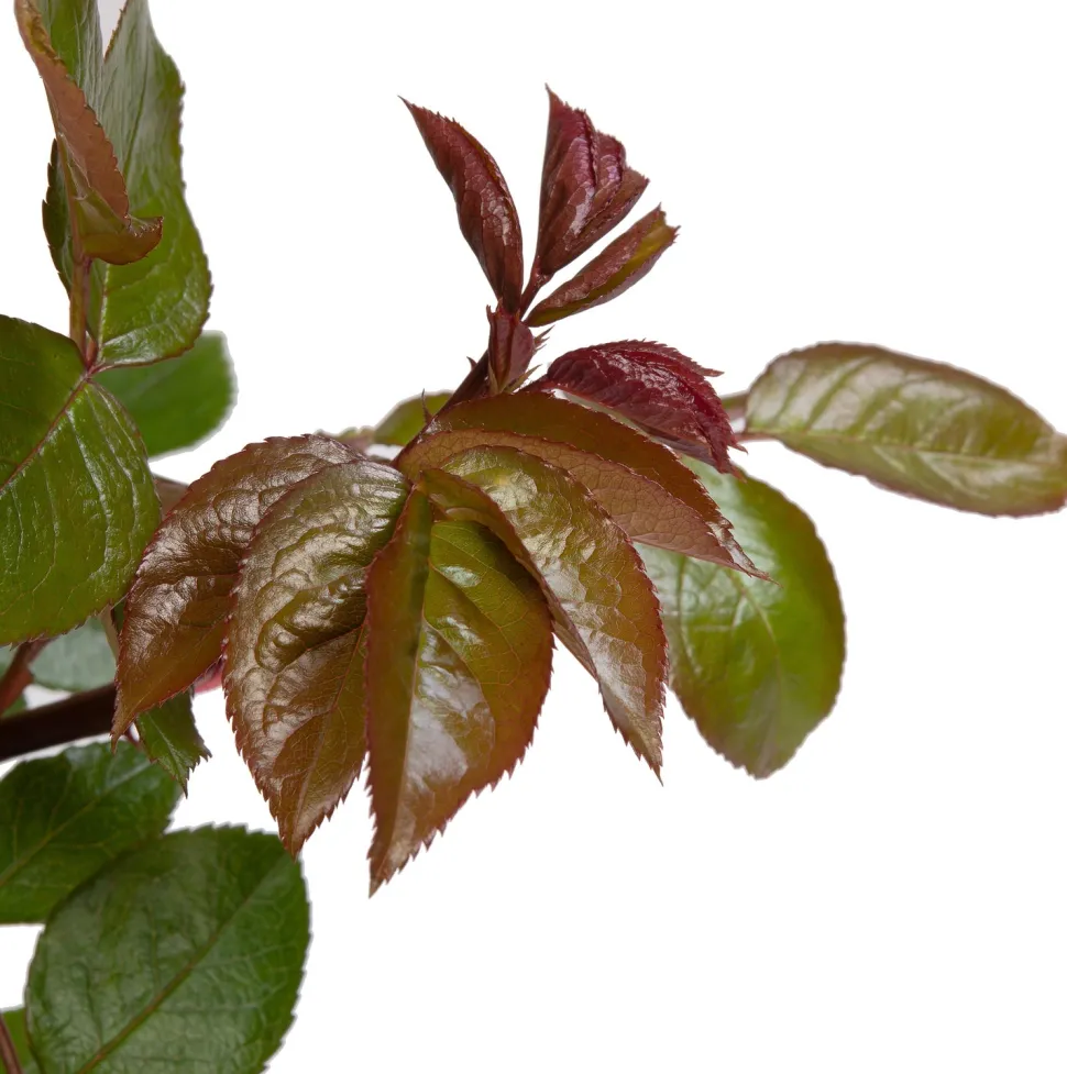 Kletterrose (Rosa 'Compassion')