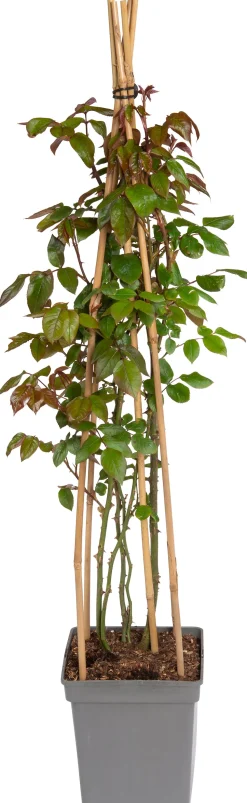 Kletterrose (Rosa 'Händel')