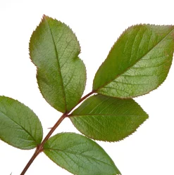 Kletterrose (Rosa 'Händel')