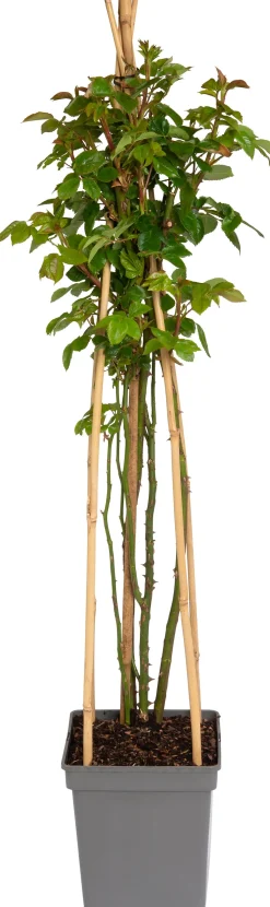 Kletterrose (Rosa 'Lichtkönigin Lucia')