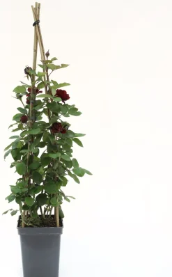 Kletterrose (Rosa 'Nadia Renaissance') D 23 H 70 cm