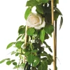 Kletterrose (Rosa 'New Dawn') D 23 H 35 cm