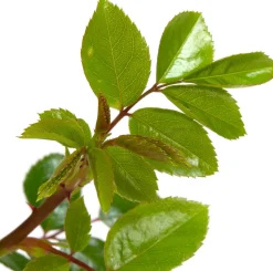 Kletterrose (Rosa 'New Dawn') D 23 H 35 cm