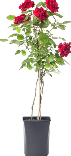 Kletterrose (Rosa 'Santana')