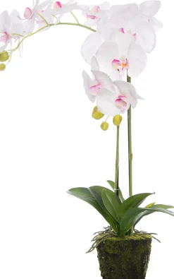 Künstliche Orchidee (Phalaenopsis) im Topf D 40 H 70 cm weiß / rosa